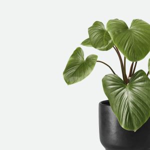 Plantas para interiores