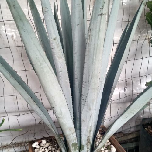 Agave Azul grande