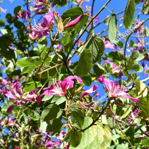 Árbol de Orquídea 1.60 m