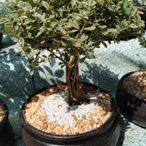 Bonsai puerto rico