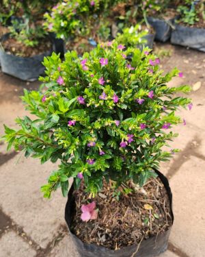 Bonsai trueno de venus