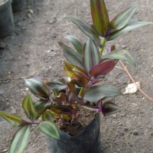 Colisandra – Tradescantia mediana