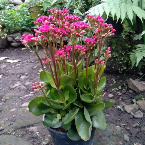 Kalanchoe