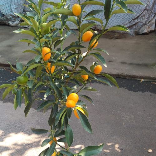 Naranja Kumquat (concua) 1.20 m