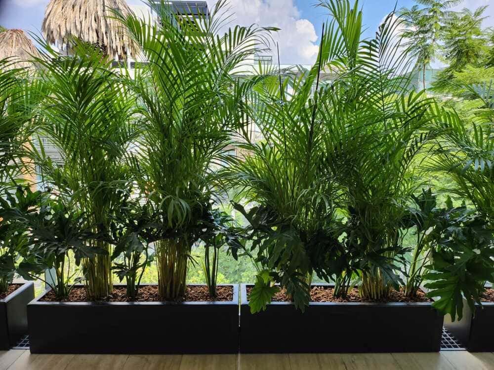 Palma areca - Verdeencasa.com