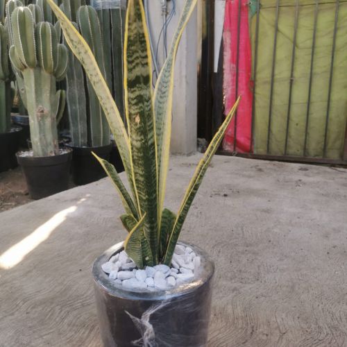 Sansevieria