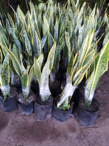 Sansevieria