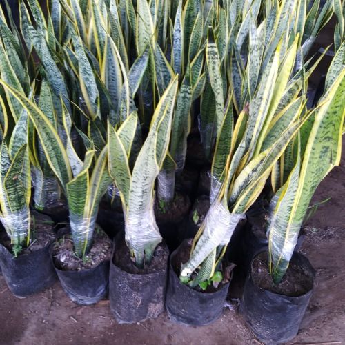 Sansevieria