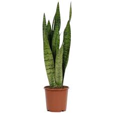 Sansevieria