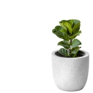 Plantas para exteriores