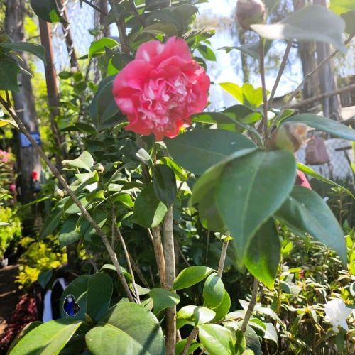 Camelia 1.70 m.