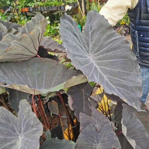 Colocasia Black Magic grande