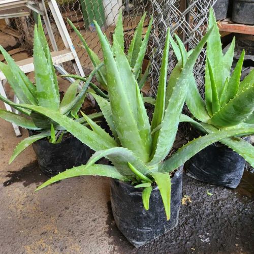 Sabila Aloe vera mediana