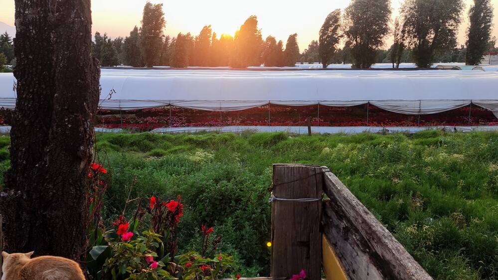 Viveros de Xochimilco