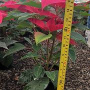 Planta Flor de Nochebuena maceta 5 pulgadas 35 cm.