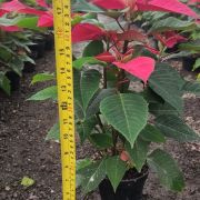 Planta Flor de Nochebuena maceta 6 pulgadas 52 cm.