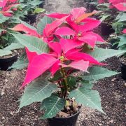 Planta Flor de Nochebuena maceta 5 pulgadas 35 cm.