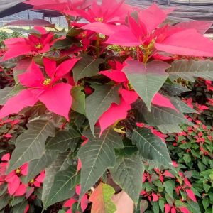 Flor de nochebuena