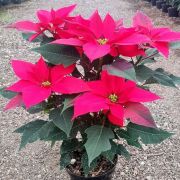 Planta Flor de Nochebuena maceta 6 pulgadas 52 cm.