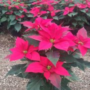 Planta Flor de Nochebuena maceta 6 pulgadas 52 cm.