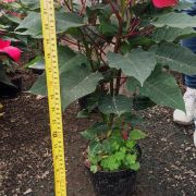 Planta Flor de Nochebuena maceta 7 pulgadas 70 cm