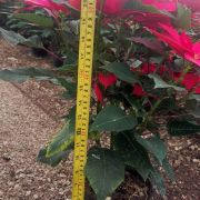 Planta Flor de Nochebuena maceta 7 pulgadas 70 cm