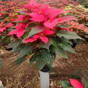 Planta Flor de Nochebuena maceta 7 pulgadas 70 cm