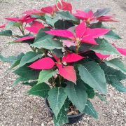 Planta Flor de Nochebuena maceta colgante 50 cm