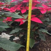 Planta Flor de Nochebuena maceta colgante 50 cm