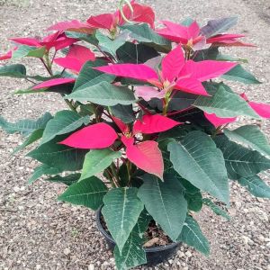 Planta Flor de Nochebuena maceta colgante 50 cm
